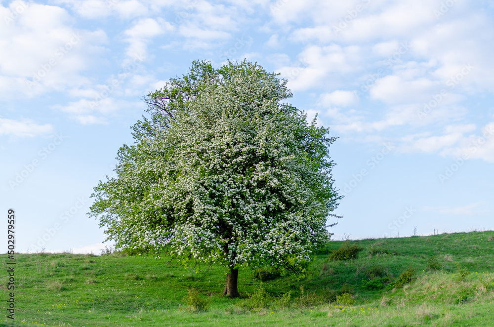 tree in field tree in field