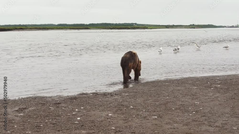 Kamchatka brown bear (lat. Ursus arctos piscator) runs along the river and tries to catch fish. Drone view. Concept of wild animals in nature Kamchatka brown bear (lat. Ursus arctos piscator) runs along the river and tries to catch fish. Drone view. Concept of wild animals in nature