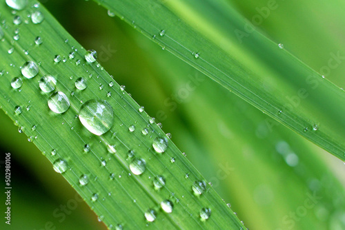 Gouttes d'eau de pluie sur feuilles