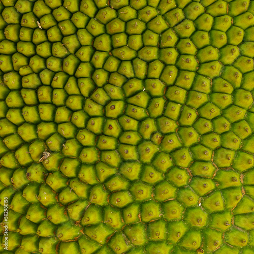 skin of jackfruit Looks like a short thorn. photo