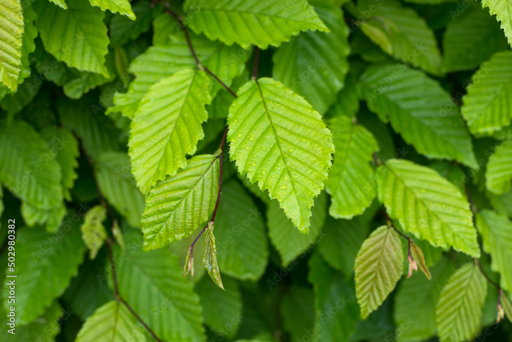 closeup of hornbeam leaves in hedge at spring closeup of hornbeam leaves in hedge at spring