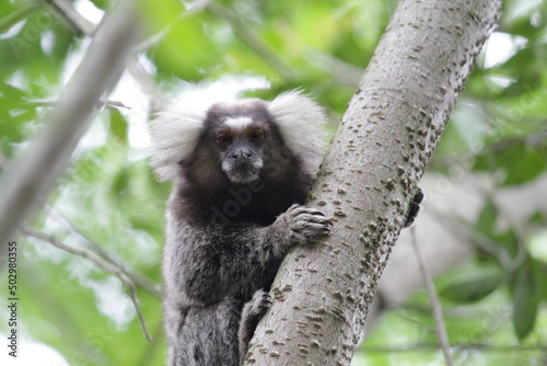 Sagui-de-tufos-brancos (Callithrix jacchus).