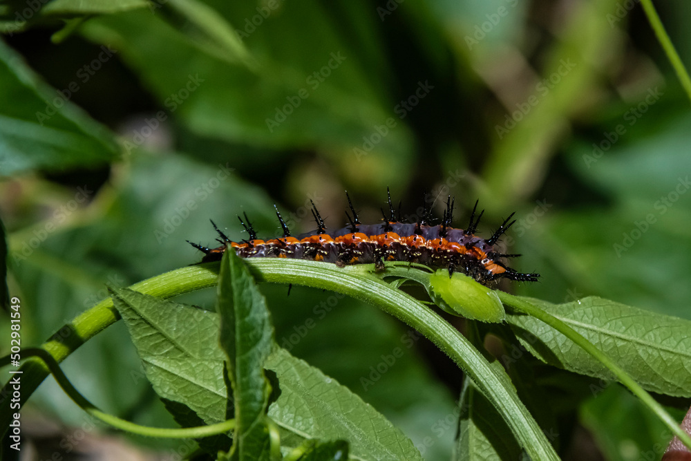 Gulf Fritillary Butterfly Caterpillar (Agraulis vanillae) Gulf Fritillary Butterfly Caterpillar (Agraulis vanillae)