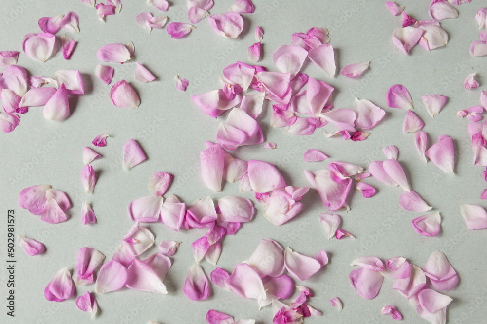 many beautiful pink rose petals  background, set