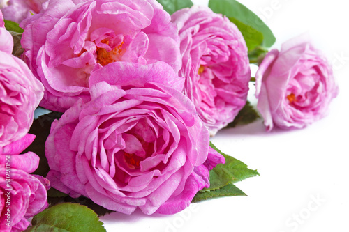 Beautiful pink roses bunch isolated on white background