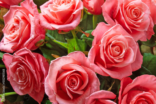 Many of beautiful pink roses bunch background