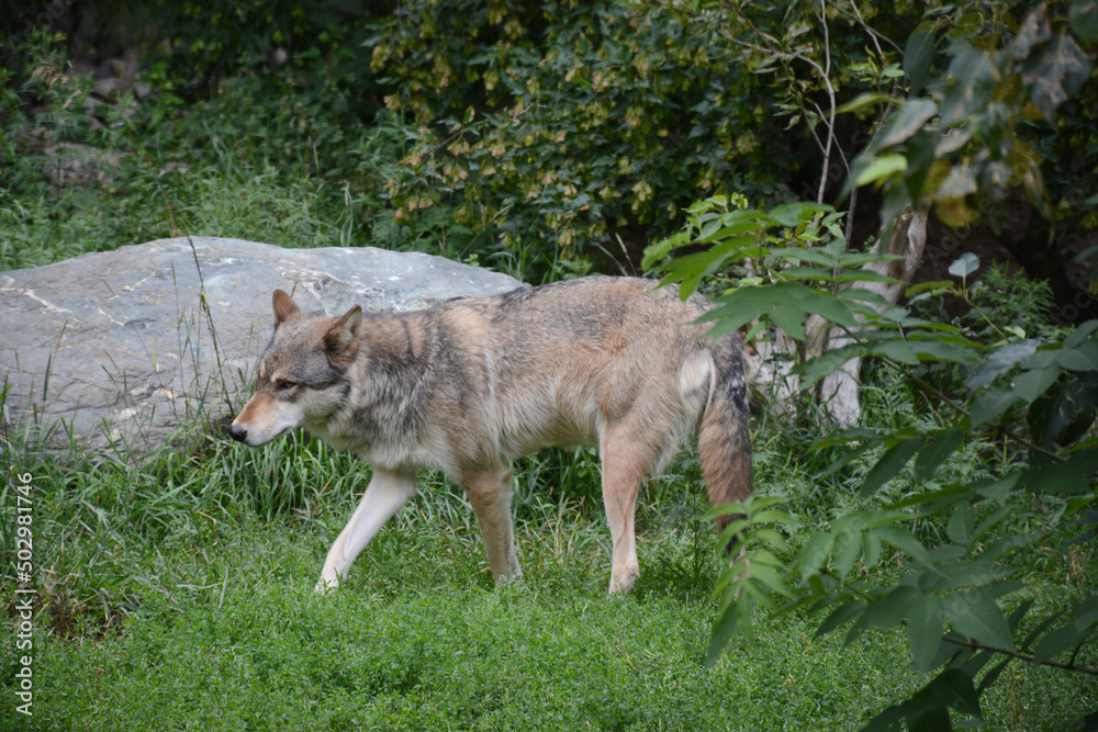 Fototapeta premium Summer Capture Of A Timber Wolf Roaming Thru A Woodland Clearing Habitat 