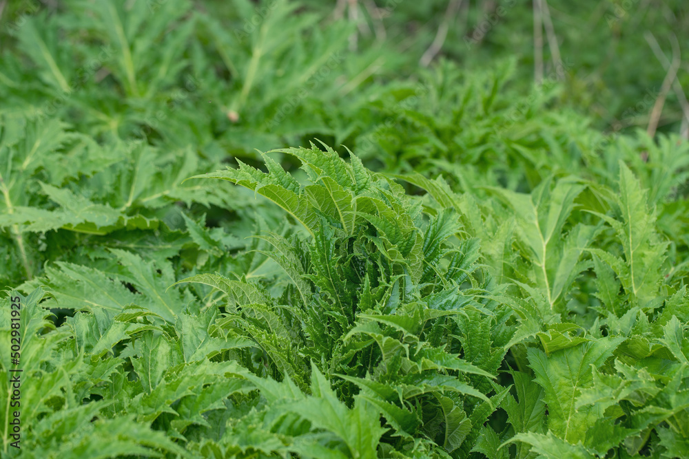Wild growing giant hogweed (Heracleum mantegazzianum). Plant sap causes photodermatitis. Wild growing giant hogweed (Heracleum mantegazzianum). Plant sap causes photodermatitis.