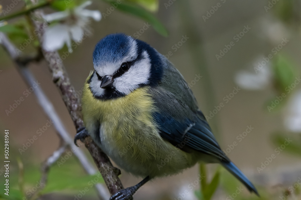 Naklejka premium blue tit
