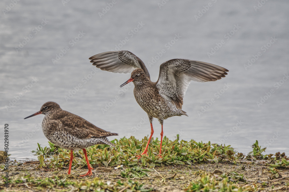 red shank red shank