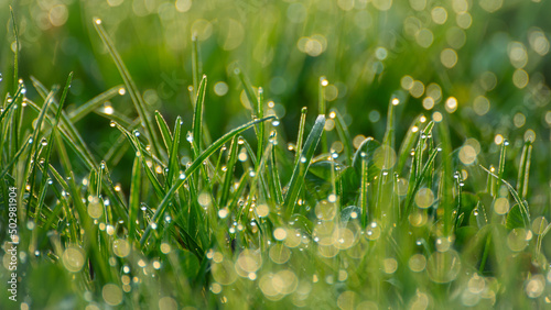 Grass with dew drops at sunrise in the morning