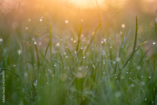 Foto Sunrise and dew on grass