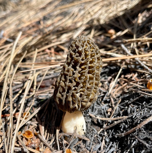 mushroom on the ground