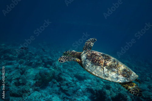 tortue dans les eaux claires des Maldives © lylie
