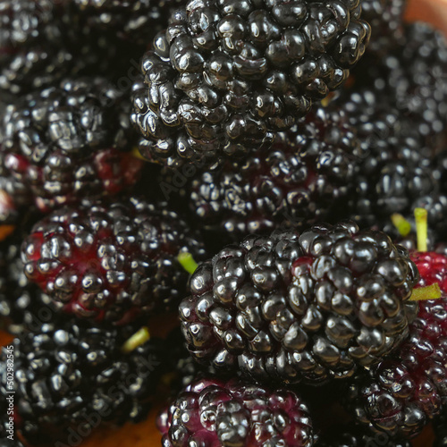 many organic mulberries fruits  background