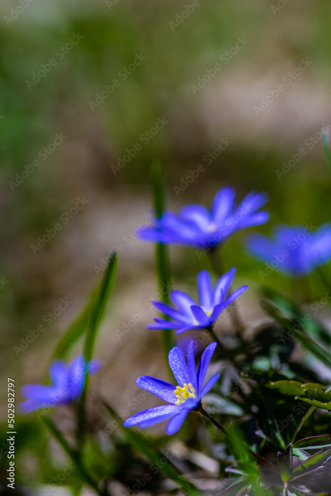 Anemone flowers in the forest meadow Anemone flowers in the forest meadow