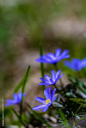 Anemone flowers in the forest meadow