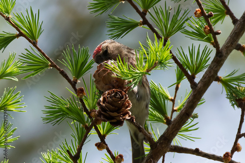 red poll photo