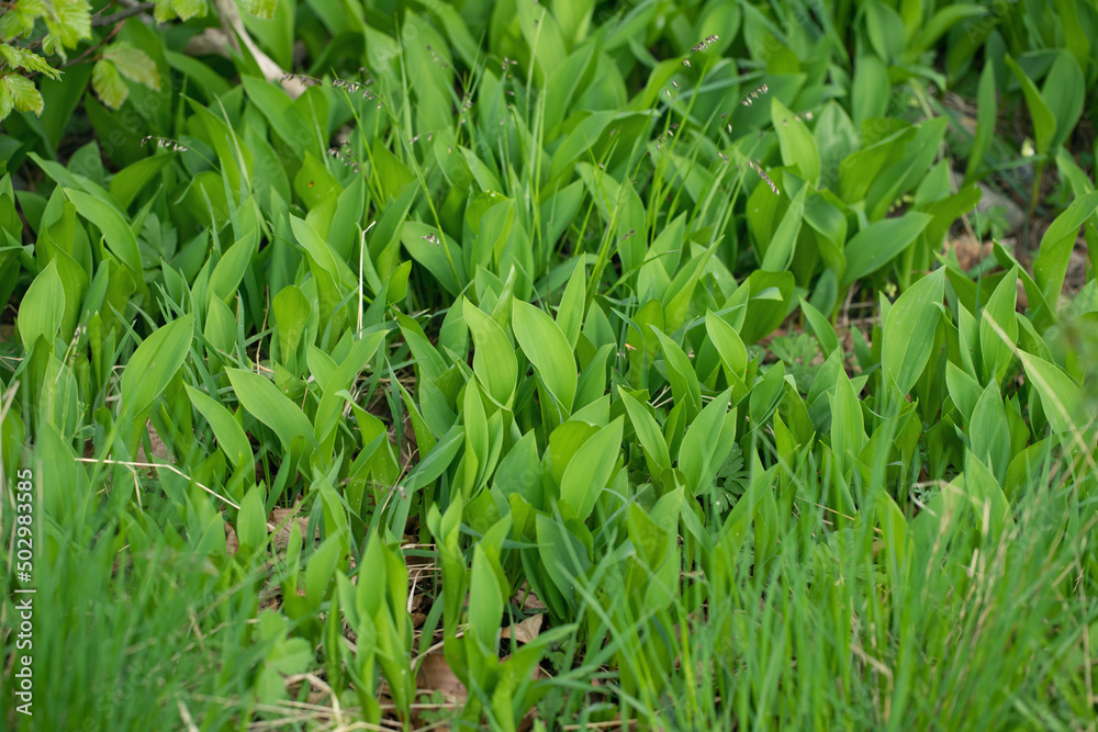 Green leafs of the very toxic lily of the valley (Convallaria majalis). Green leafs of the very toxic lily of the valley (Convallaria majalis).
