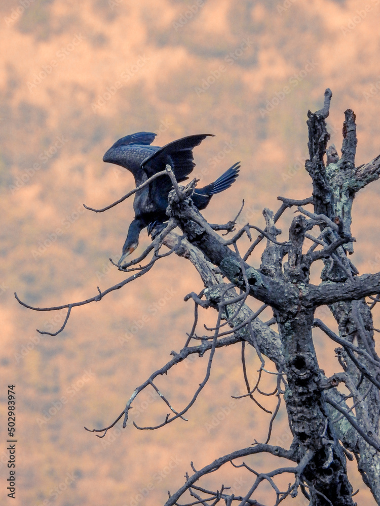 Double-crested cormorant	