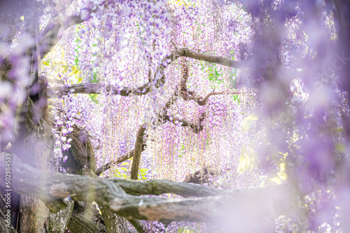 木の枝と垂れ下がる藤の花