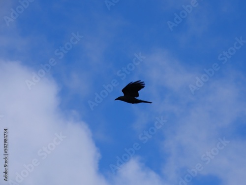 Silhouette of raven flying in blue sky