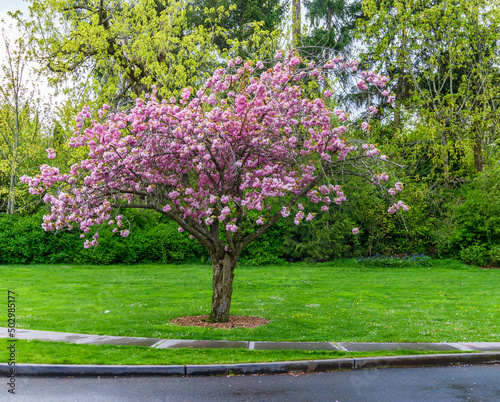 Park Blooming Cherry Tree