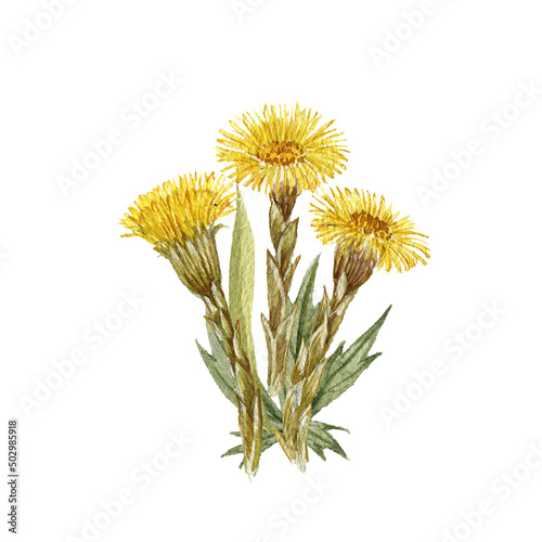 watercolor drawing bouquet of spring flowers, yellow coltsfoots isolated at white background , hand drawn botanical illustration photo