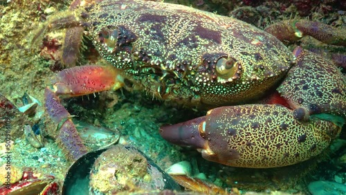 Decapods Warty crab (Eriphia verrucosa). Black Sea photo