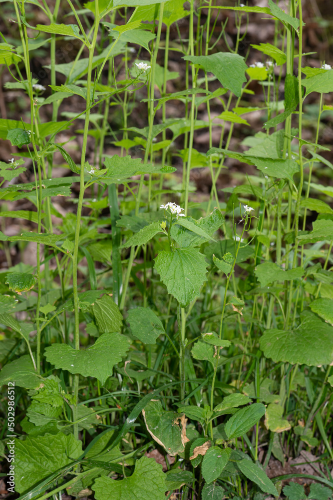 Fototapeta premium Alliaire officinale, Alliaria petiolata, herbe à ail