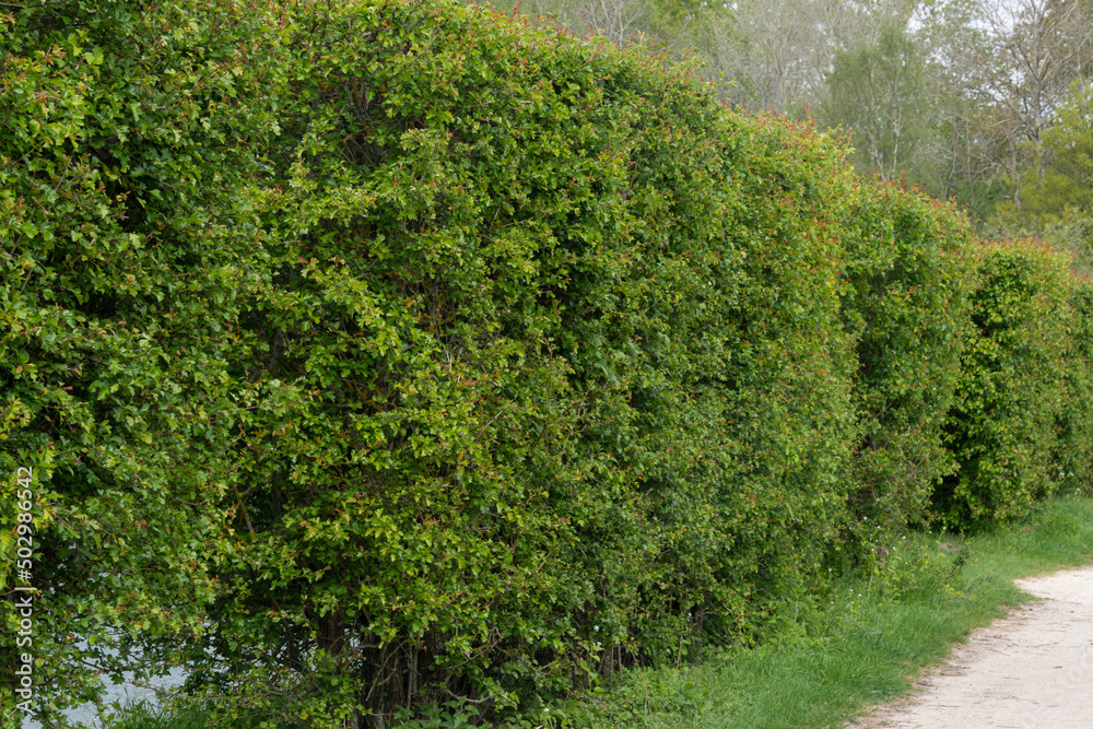 Haies d'aubépines, Crataegus monogyna, Etangs de Hollande, Parc naturel régional de la Haute Vallée de Chevreuse, Bréviaires, 78, Yvelines Haies d'aubépines, Crataegus monogyna, Etangs de Hollande, Parc naturel régional de la Haute Vallée de Chevreuse, Bréviaires, 78, Yvelines
