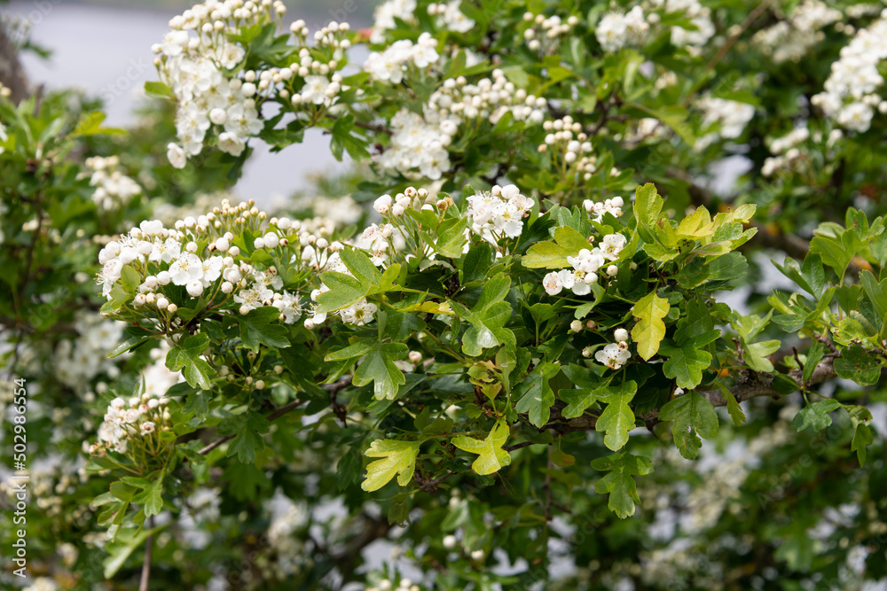 Haies d'aubépines, Crataegus monogyna, Etangs de Hollande, Parc naturel régional de la Haute Vallée de Chevreuse, Bréviaires, 78, Yvelines