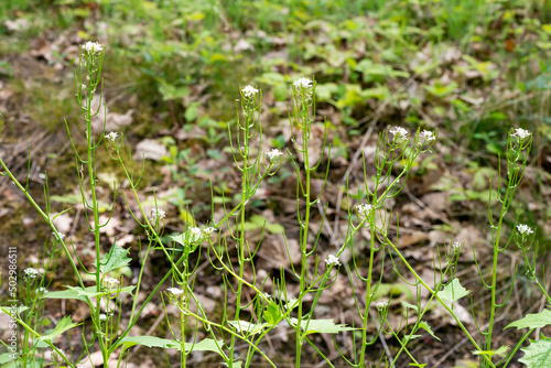 Alliaire officinale, Alliaria petiolata, herbe à ail