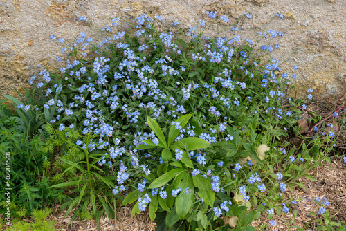 Myosotis, Myosotis sylvatica photo