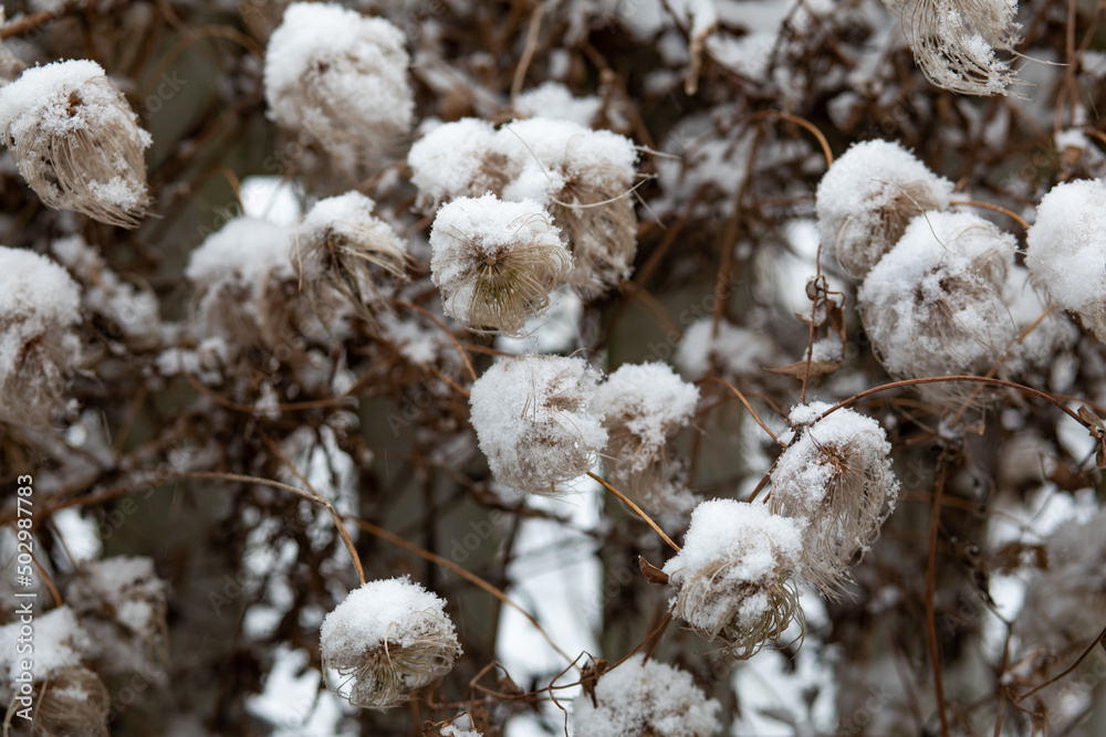 Snow Covered Branches of a Bush Snow Covered Branches of a Bush
