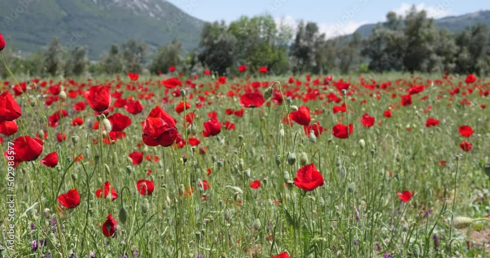 mountain wievs with flowers from fethiye turkey red poppy flowers spring time anatolia mountain wievs with flowers from fethiye turkey red poppy flowers spring time anatolia
