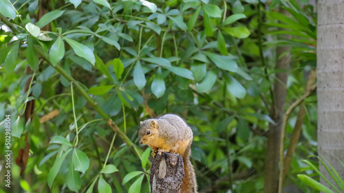 An eastern fox squirrel on top of a tree trunk.
