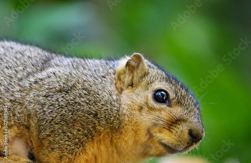 Close-up of an eastern fox squirrel's face.