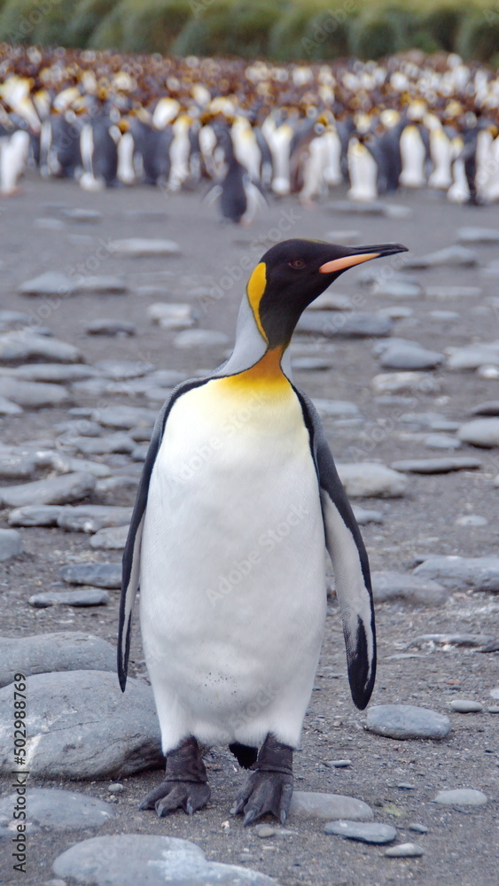 Fototapeta premium King penguin (Aptenodytes patagonicus) at Gold Harbor, South Georgia Island