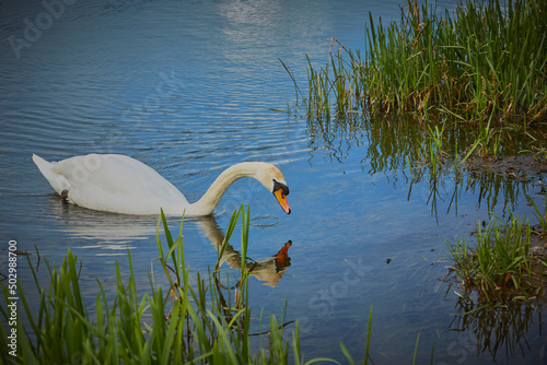 Fototapeta Naklejka Na Ścianę i Meble -  Mute swan feeding on a lake near some reeds, with its reflection on the water.
