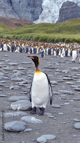 King penguin (Aptenodytes patagonicus) in front of a colony at Gold Harbor, South Georgia Island