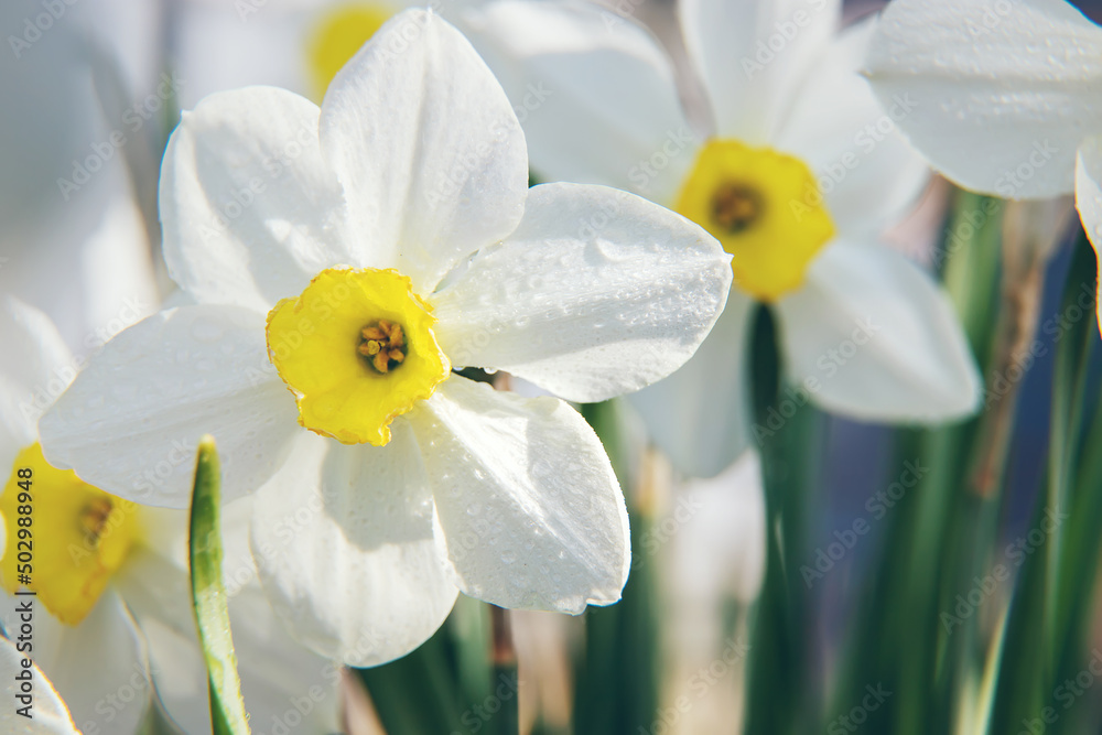 Fototapeta premium Blooming daffodils in the spring. Selective focus.