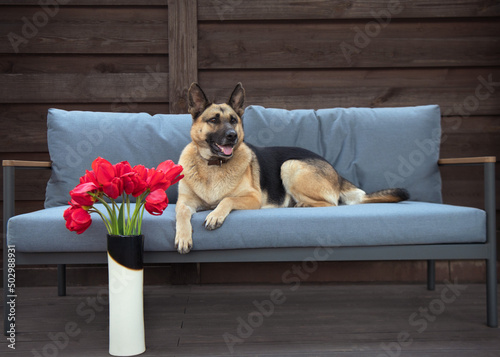 a dog german shepherd laying on the couch with a bouquet of red tulips
