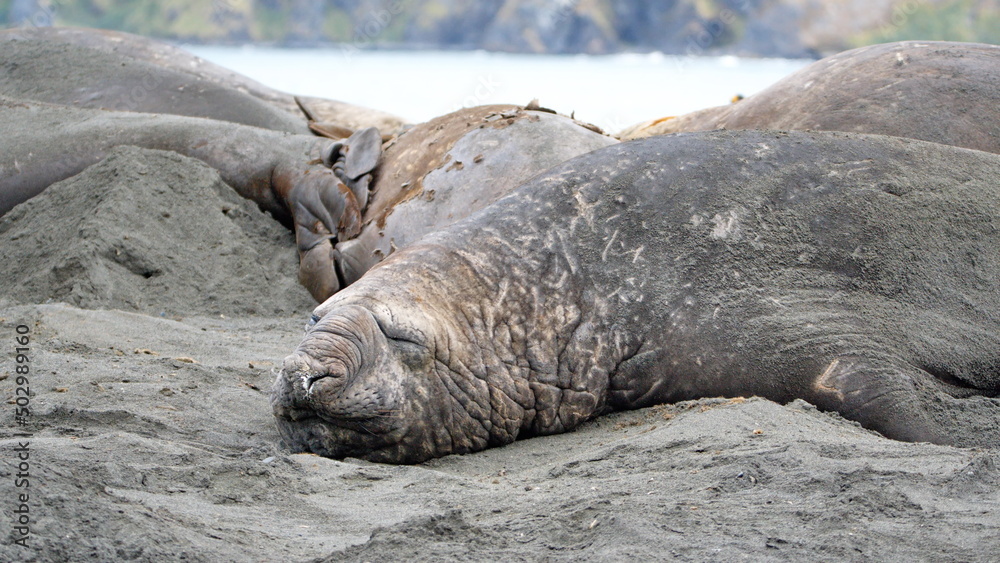 Male southern elephant seal (Mirounga leonina) on the beach at Gold Harbor, South Georgia Island Male southern elephant seal (Mirounga leonina) on the beach at Gold Harbor, South Georgia Island