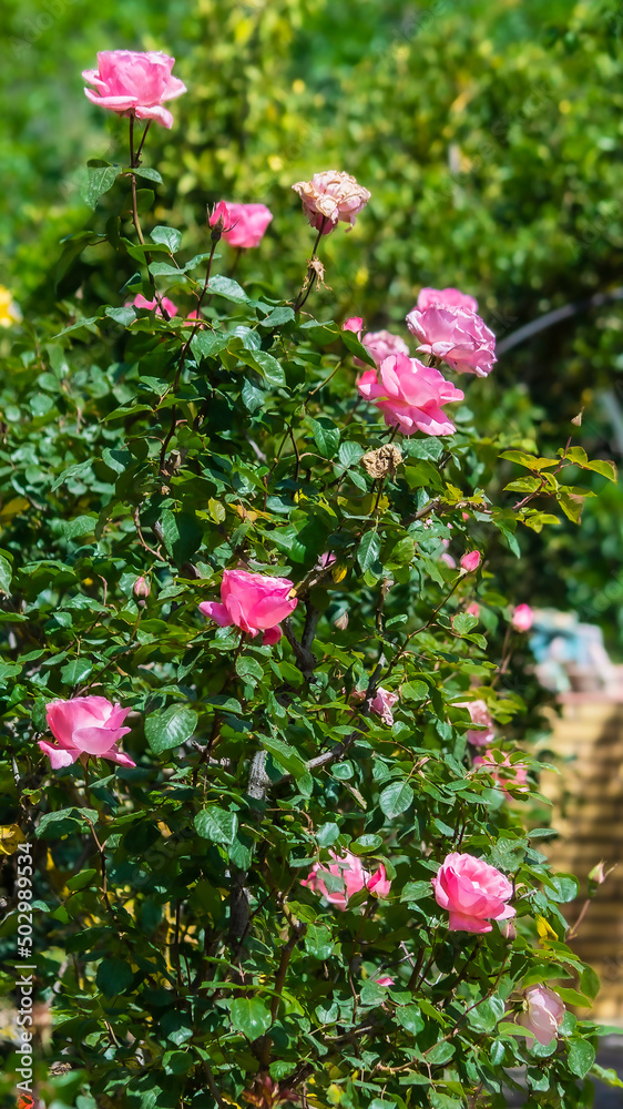 Pink flowers on green background