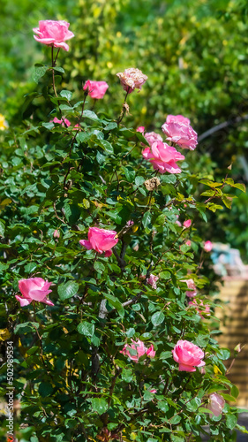 Wallpaper Mural Pink flowers on green background Torontodigital.ca