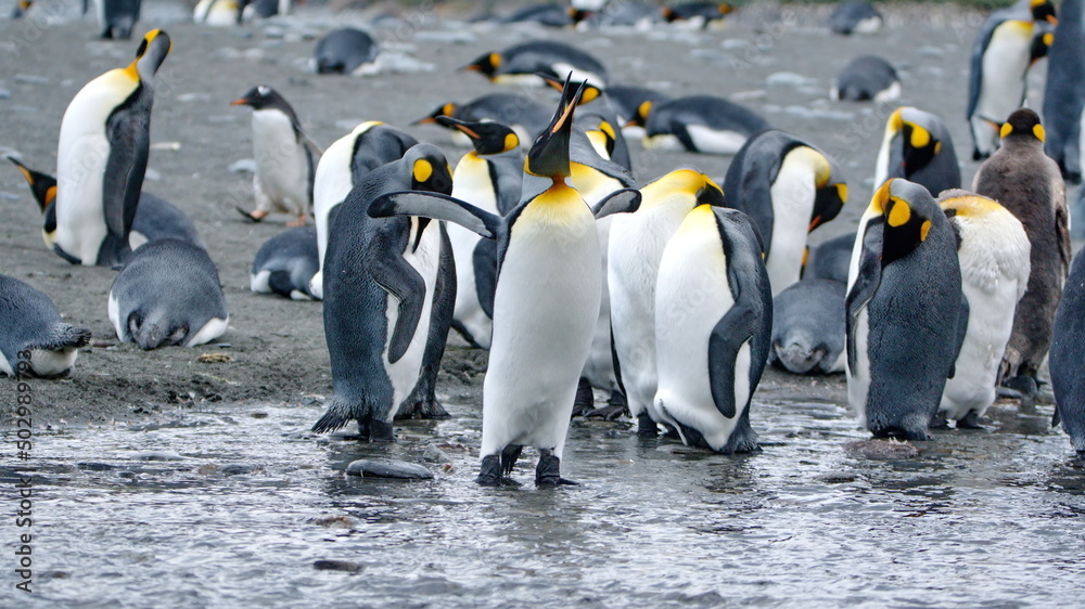 Obraz premium King penguins (Aptenodytes patagonicus) by a stream at Gold Harbor, South Georgia Island