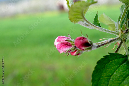   apple flowers in an orchard in spring