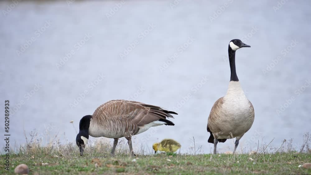 Canada Geese couple with newly hatched gosling grazing on grass. Canada Geese couple with newly hatched gosling grazing on grass.