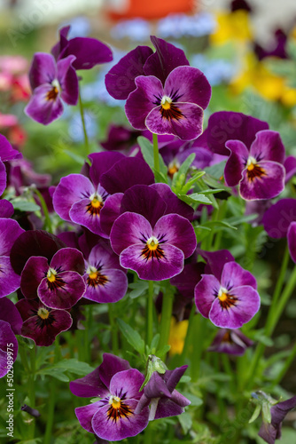 Group of dark purple pansy blossoms